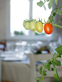 Zweig eines Tomatenstrauchs mit vier grünen und einer roten Tomate im Speiseraum von pane e rose